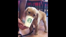 Cutest Puppies|30 Funny Golden Retriever Puppies Video Compilation - Best of 2018_4