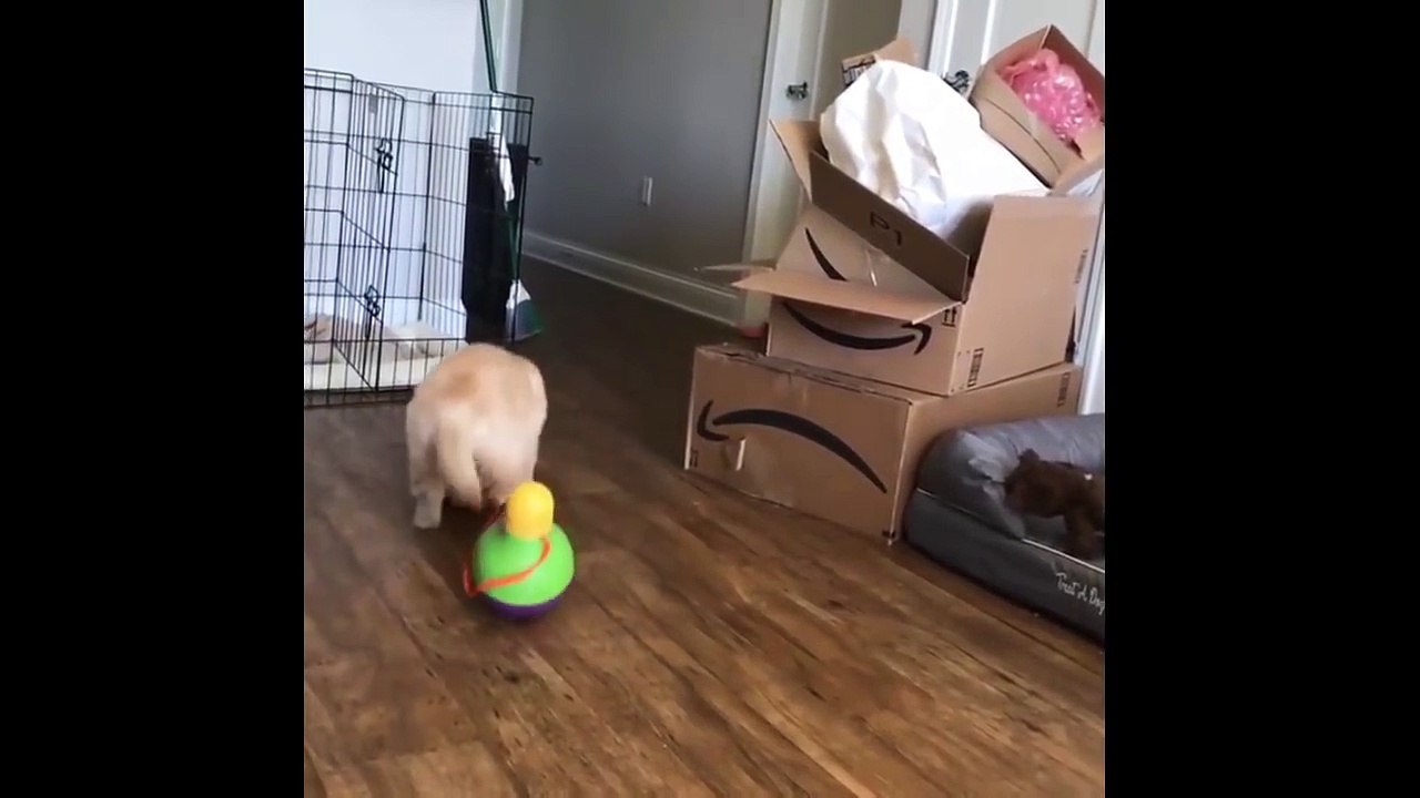 Cutest Puppies|Best Of Cute Golden Retriever Puppies Compilation  - Funny Dogs 2018_3