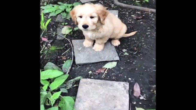 Cutest Puppies|Best Of Cute Golden Retriever Puppies Compilation - Funny Dogs 2018_4