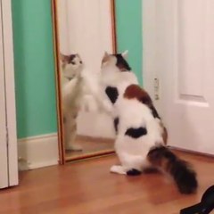 Kittens can be adorably clumsy