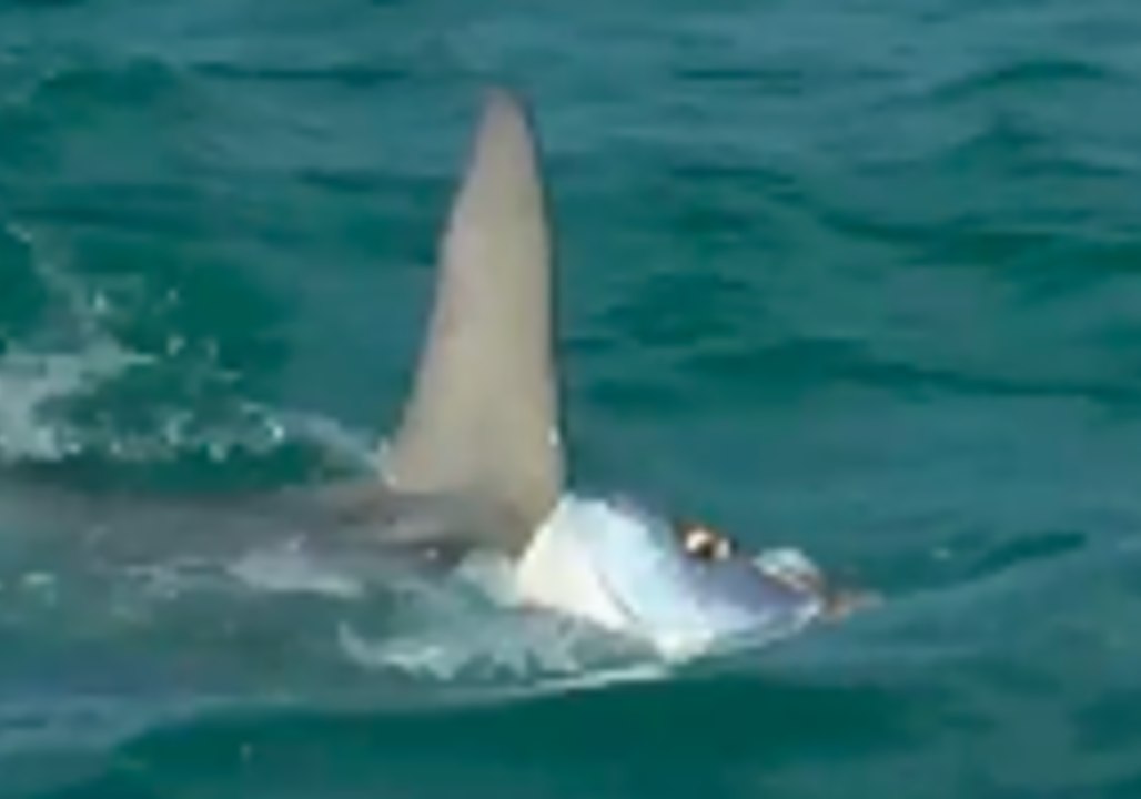 Hammerhead Shark Battles Tarpon Off Florida's A...
