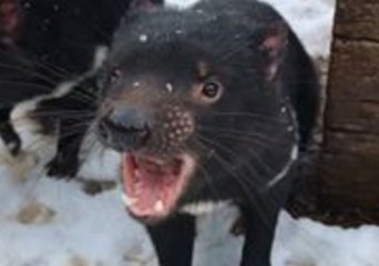 Tasmanian Devils Love Snowfall at Barrington Tops