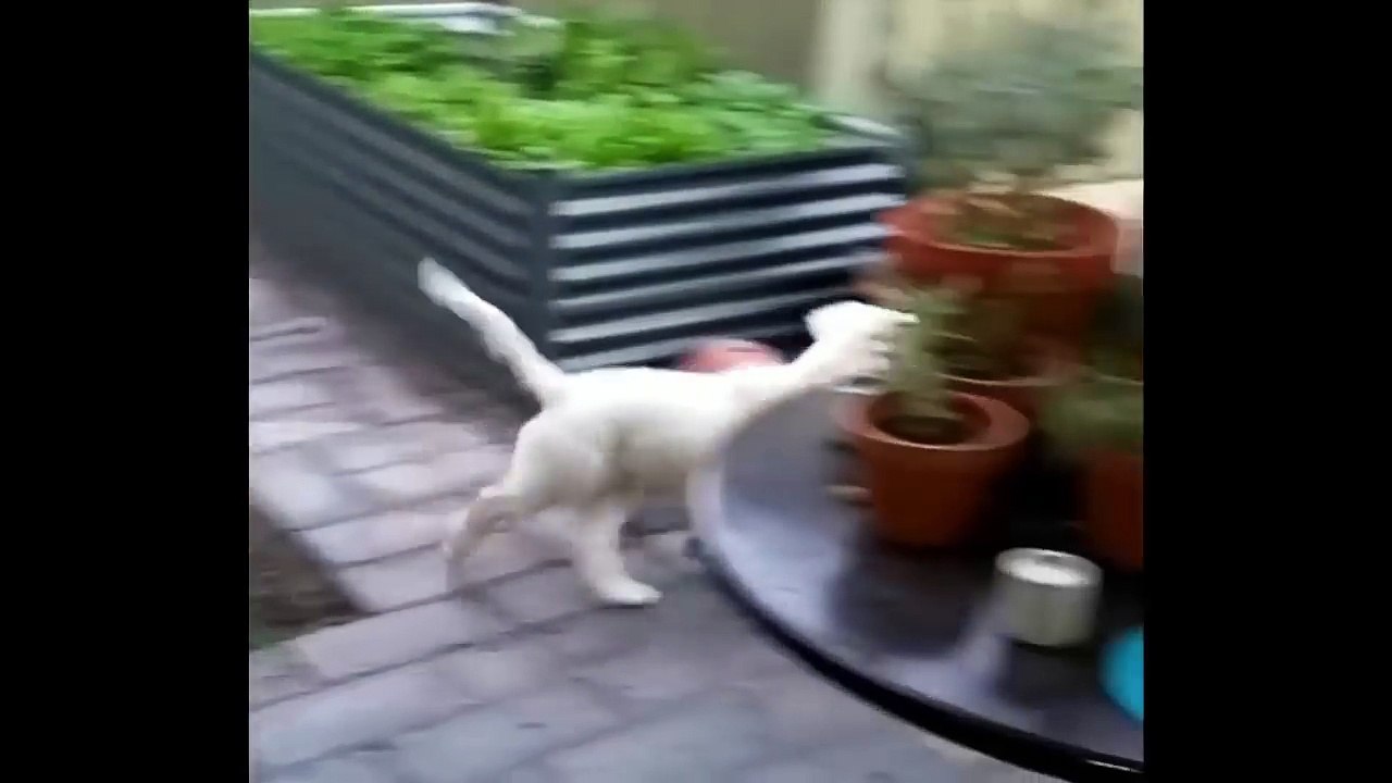 Best Of Cute Golden Retriever Puppies Compilation #38 - Funny Dogs 2018_13-06-2018_5