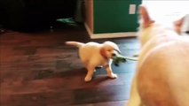 Best Of Cute Golden Retriever Puppies Compilation #38 - Funny Dogs 2018_13-06-2018_1