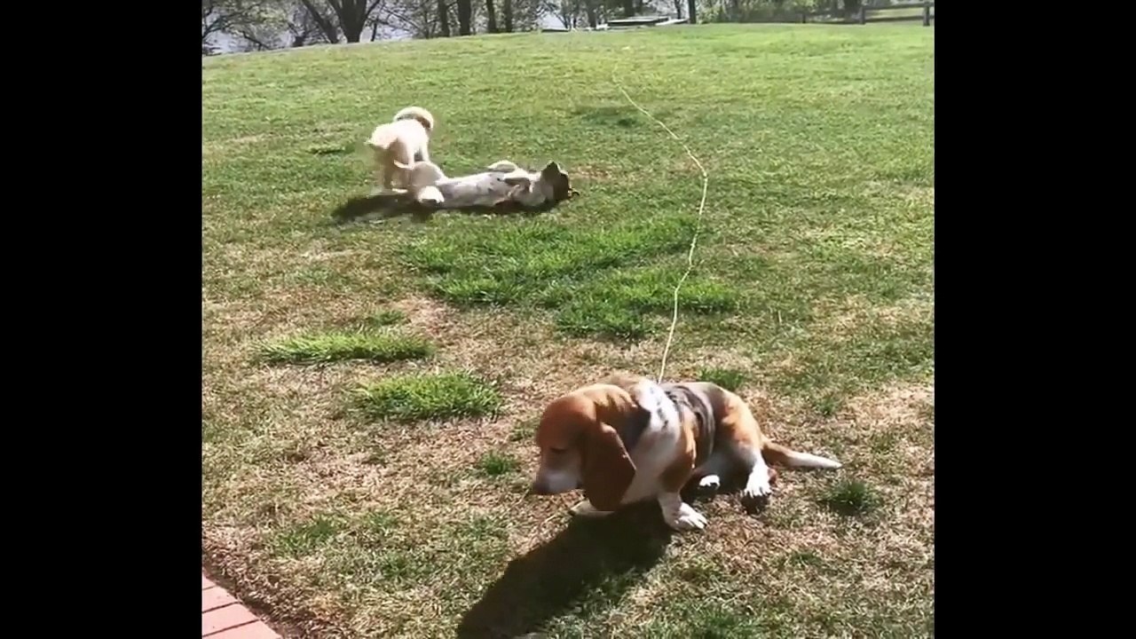 Cutest Puppies|Best Of Cute Golden Retriever Puppies Compilation - Funny Dogs 2018_4