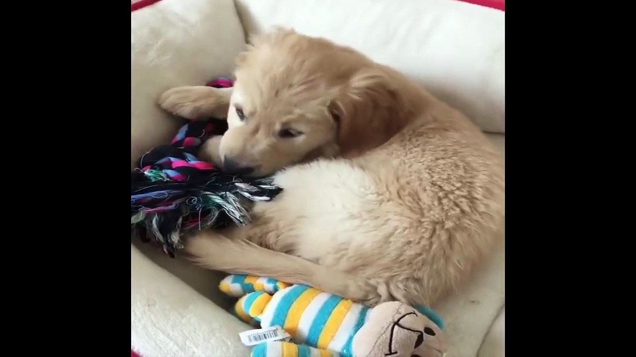 Cutest Puppies|Best Of Cute Golden Retriever Puppies Compilation - Funny Dogs 2018_5