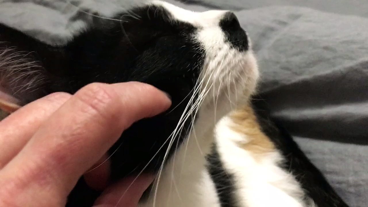 Luna flexes her chin every time she gets scritches