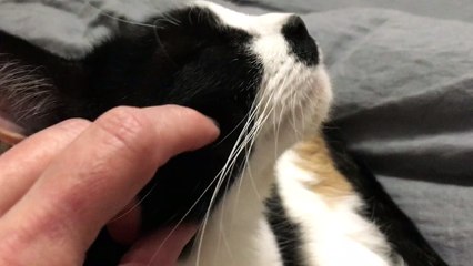 Luna flexes her chin every time she gets scritches