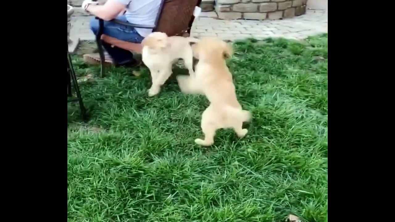 Cutest Puppies|Best Of Cute Golden Retriever Puppies Compilation - Funny Dogs 2018_2