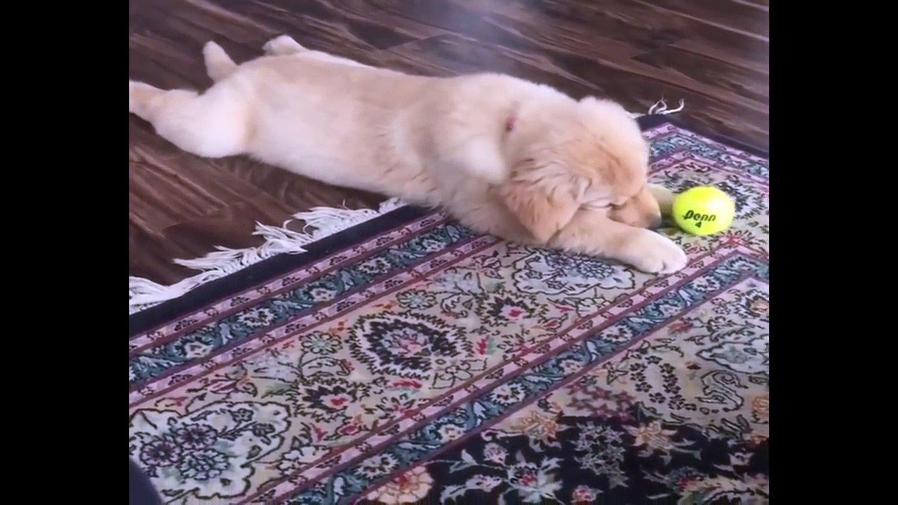 Cutest Puppies|Best Of Cute Golden Retriever Puppies Compilation - Funny Dogs 2018_5