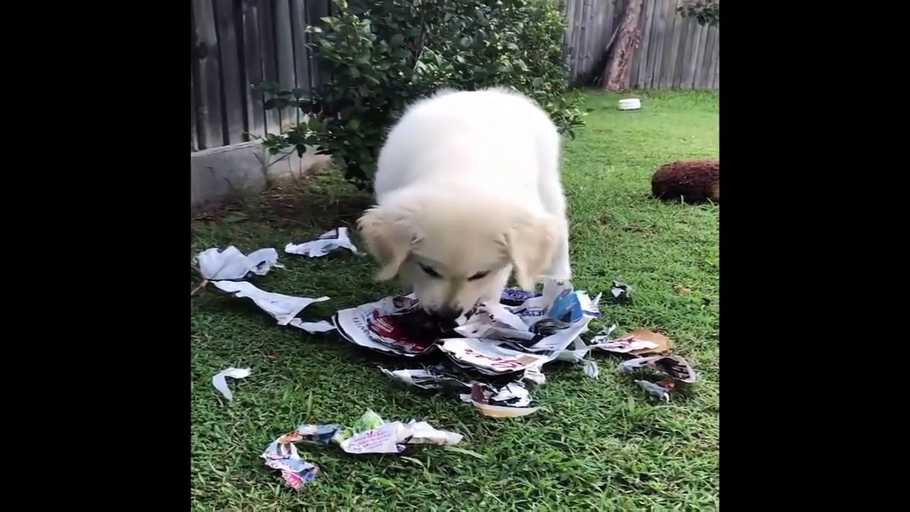 Best Of Cute Golden Retriever Puppies Compilation #40 - Funny Dogs 2018_13-06-2018_2