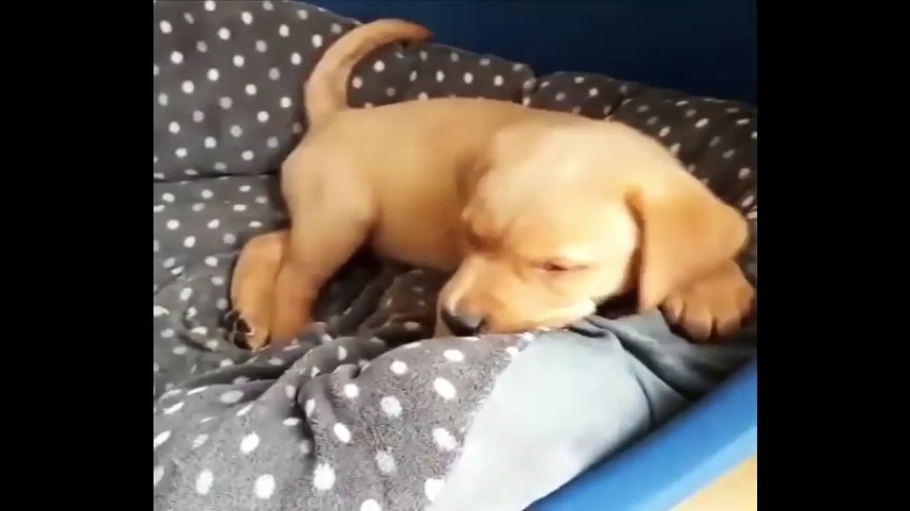 Cutest Puppies|Labrador Puppies Funny Compilation - Best of 2018_5