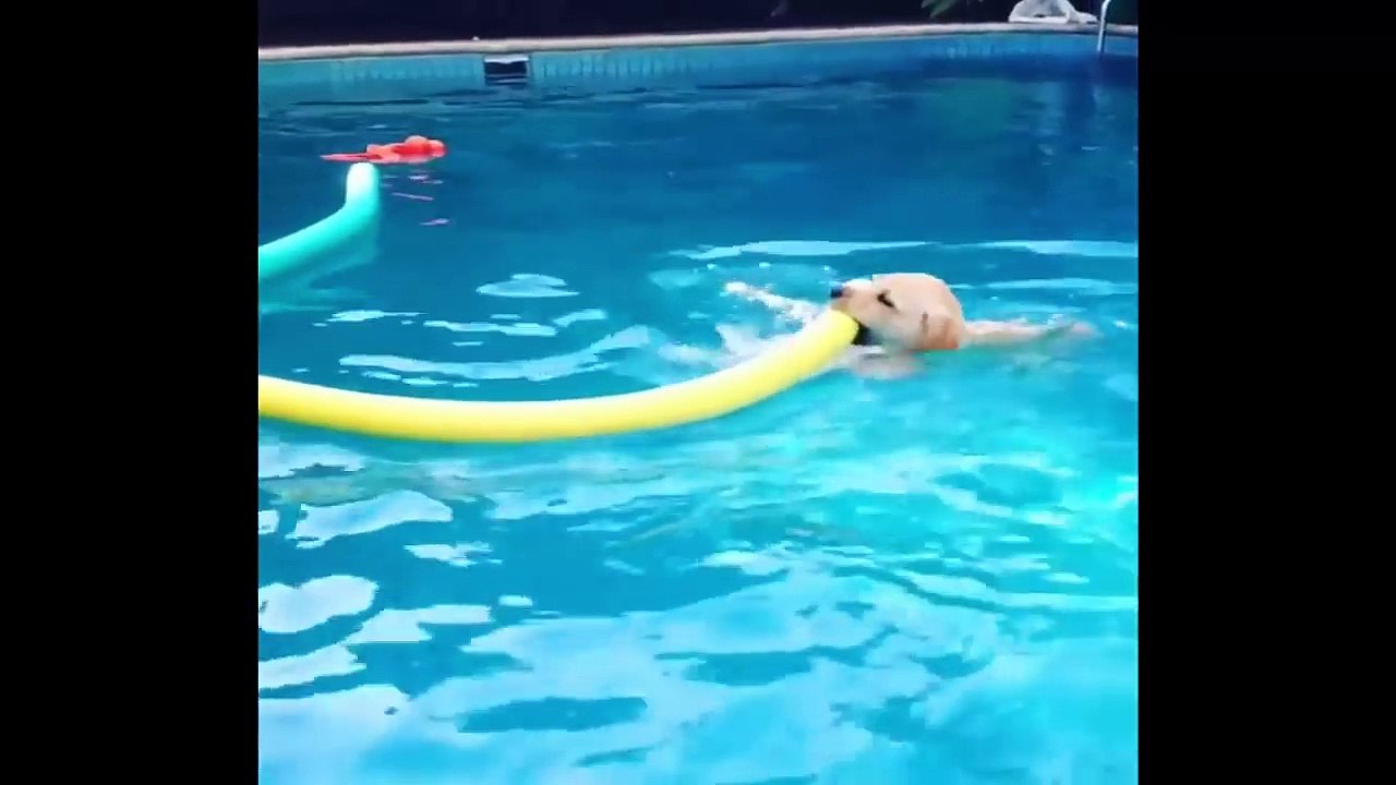 Cutest Puppies|Labrador Puppies Funny Compilation - Best of 2018_2