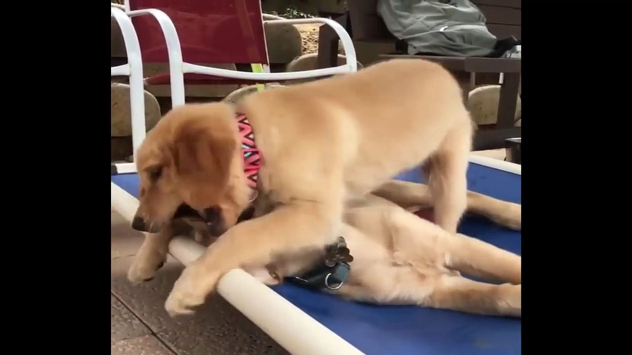 Cutest Puppies|Labrador Puppies Funny Compilation - Best of 2018_3