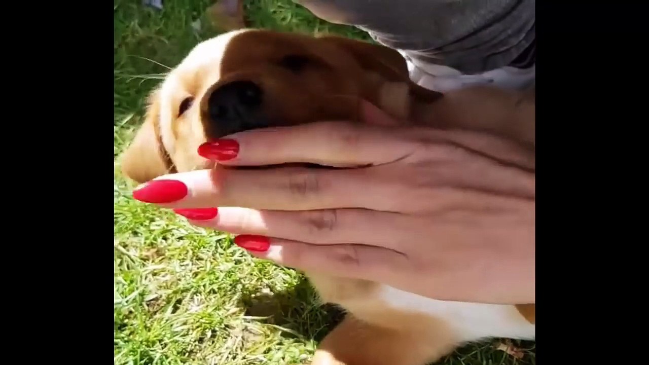 Cutest Puppies|Labrador Puppies Funny Compilation - Best of 2018_5