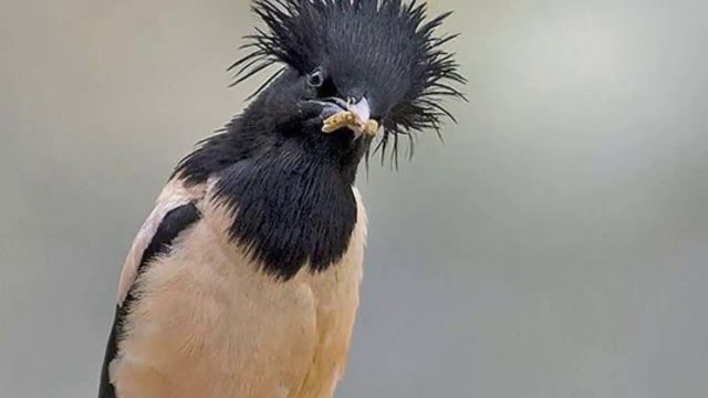 Sáo Đá Hồng - Loài Chim Mọc Bờm Mỗi Mùa Sinh Sản