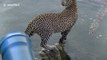 Young male leopard captured hunting catfish in South Africa national park