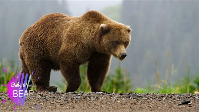 Animal Sounds for Kids / Animal voices for Childrens