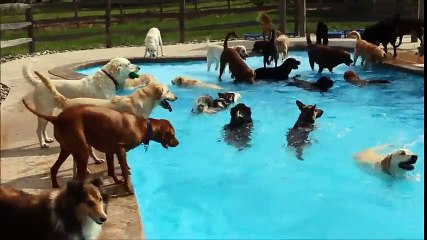 Sıcaklara Dayanamayan Köpeklerden Harika Havuz Partisi