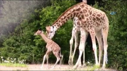- Yeni Doğan Zürafanın Ayağa Kalkma Savaşı