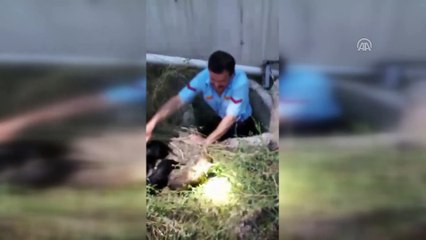 Kanalizasyona düşen yavru köpekler kurtarıldı - ESKİŞEHİR