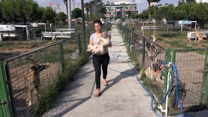 Genç kız, otomobil çarpan köpeğin tedavisi için zamanla yarıştı