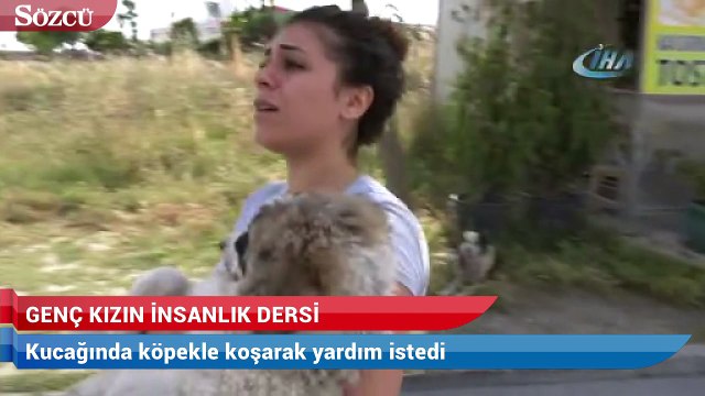 Genç kız otomobil çarpan köpeğin tedavisi için zamanla yarıştı