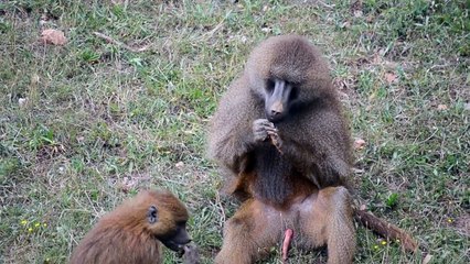 mono se come su propio semen