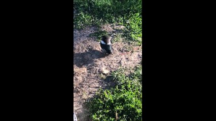 Un cheval écrase involontairement un oiseau