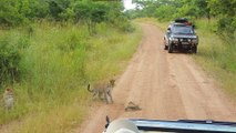 Leopard Cub Gets Slapped Around by Lizard - Latest Sightings Pty Ltd