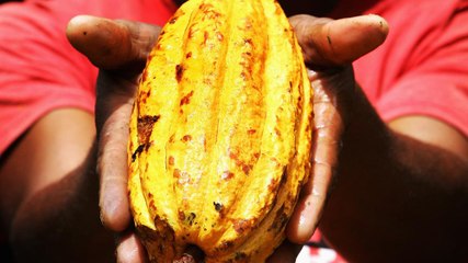 The cost of chocolate and the unjust underbelly of supply chains | Counting the Cost