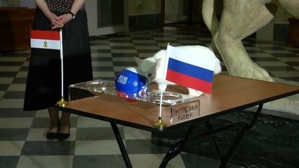 القط آخيل يقول كلمته بشان هوية الفائر في المباراة بين مصر وروسيا