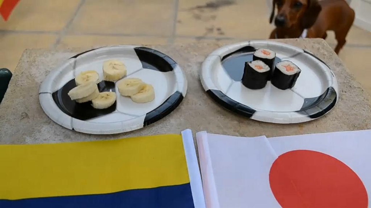 Fußball-WM, auf den Hund gekommen