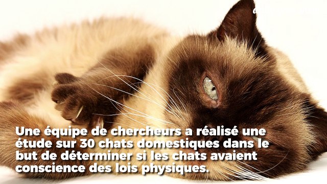 Une étude a démontré que les chats pouvaient comprendre les lois physiques de base
