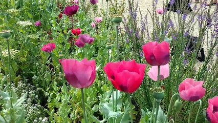 La Glanerie: inauguration de la roseraie