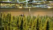 Canada : la légalisation du cannabis adoptée