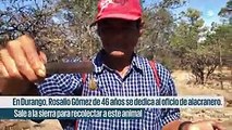 Así se cazan los alacranes en la sierra