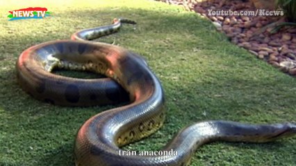 Loài mãng xà hơn một tấn thống trị Colombia thời cổ đại