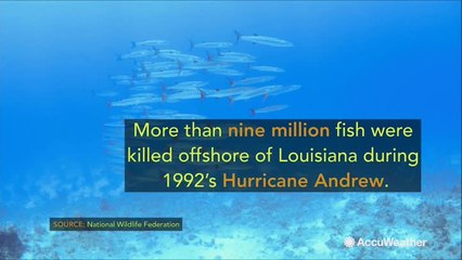 How hurricanes affect wildlife and marine life