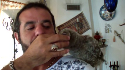 Yavru baykuşu güçlenmesi için kuzu etiyle besliyor - MUGLA