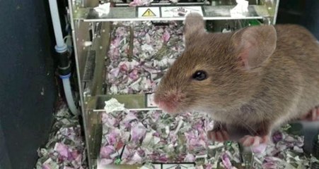 ATM'ye Giren Fareler 9 Milyon TL'yi Yedi