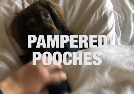 The World's Most Spoiled Pups