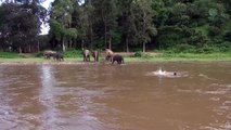 Un éléphant se jette à l'eau pour sauver un homme sur le point de se noyer