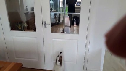 Ce chien saute 100 fois en 1 minutes pour voir la fenêtre !