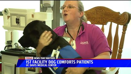 UC Davis Hires First `Facility Dog` to Help Young Patients