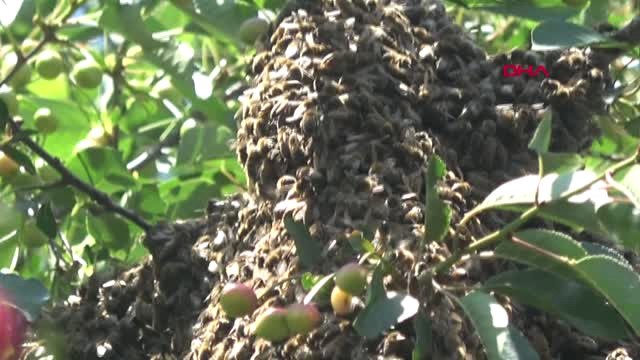 Sivas Oğul Veren Arılar Mahalleyi Ayağa Kaldırdı Hd