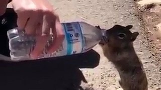 Vjeverica pije vodu