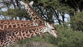 The Greatest Animal Migration (Nature Documentary)