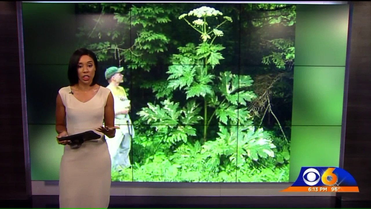 Virginia Plant That Can Cause Third-Degree Burns, Blindness Was Planted Intentionally