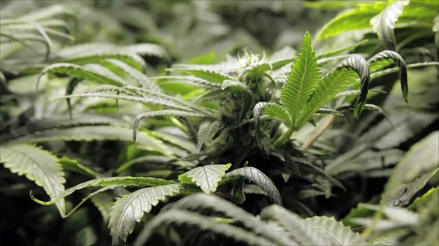 Canada Legalizes Marijuana for Recreational Use